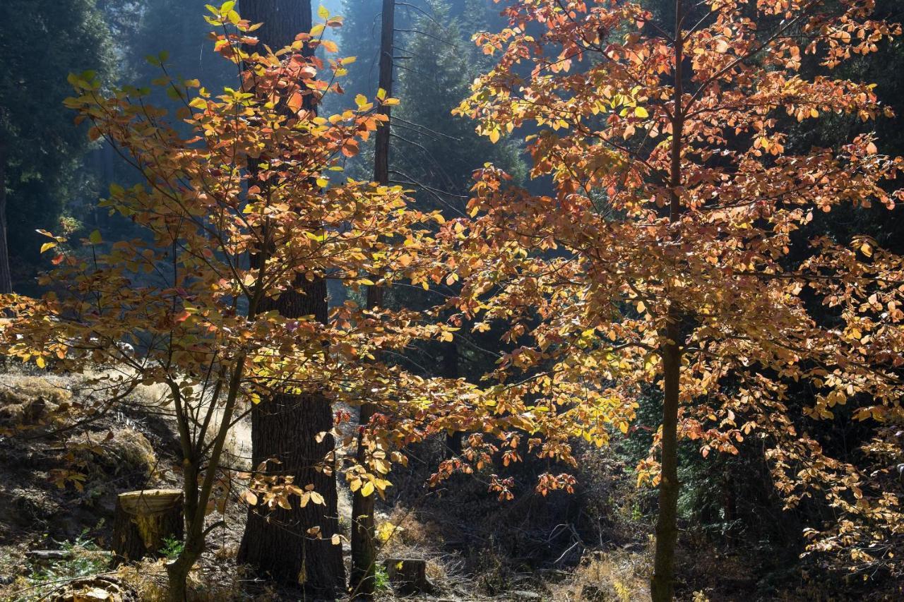 Boulder Ridge Villa Yosemite West Kültér fotó